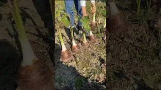 Taro Root Harvesting and Cutting Skill #satisfying #farming #shorts