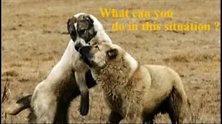 How to Handle a Fight Between Central Asian Shepherd Dogs!