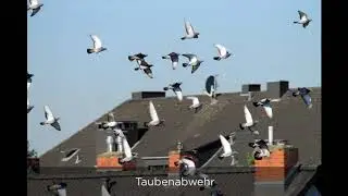 Wie vertreibt man Tauben Einheit3