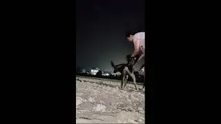 bond#funnyanimal#adoptstrays#dog#cute#puppy#viralvideo#viral#shortfeed#yt