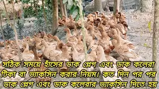 সঠিক সময়ে হাঁসের ডাক প্লেগ এবং ডাক কলেরা  ভ্যাকসিন করার নিয়ম।কত দিন পর ডাক প্লেগ ভ্যাকসিনduckfarming