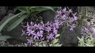 Viaje Botánico
