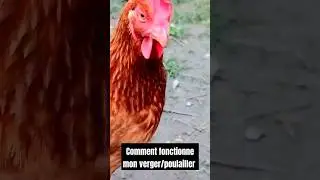 Extrait de ma vid&eacute;o du verger/poulailler #poule #poulepondeuse #verger #poulailler #permaculture