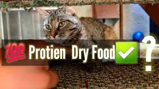 High Protein Cat Dry Food | Performatrin vs Go!Solution ?