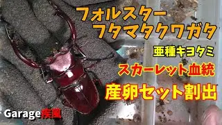 フォルスターフタマタクワガタ　亜種キヨタミ　スカーレット血統　産卵セット割出　#クワガタ　#カブトムシ