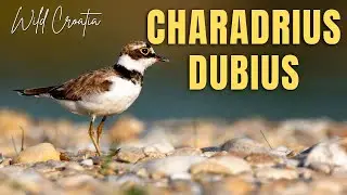 The little ringed plover (Charadrius dubius)