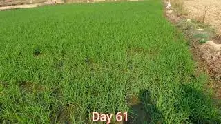 2025 Rice Farming Journey: From Seed to Harvest Day 61