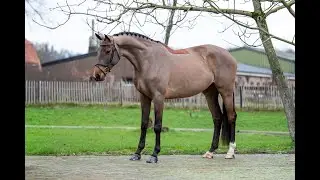 C’est la Vie: Del’Arko d’Henvet x Cancara - Mare 2018