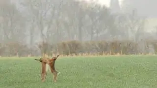 Two male brown hares (Lepus europaeus) boxing, chasing a female, England