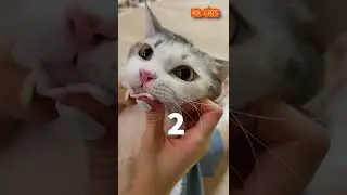 How to kill the pimple on the chin!                                             #RRCATS #cat #howto