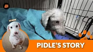 The best dog rescue story ever