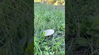 Грибы/ как отличить шампиньоны от бледной поганки #этовамнепросекковливневкулить #travel #montanas