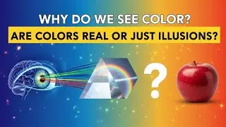 Why Do We See Color Are Colors Real or Just Illusions