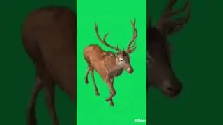 Deer walk in forest green screen