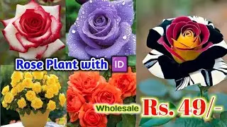 Wholesale rose plant nursery | Online Sell | Low price Rose Plants