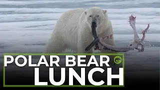 POLAR BEAR LUNCH!
