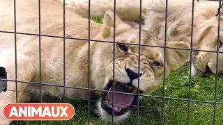 Comment d&eacute;m&eacute;nager un parc animalier ? Patrick Jardin nous raconte celui du Parc des F&eacute;lins - Animaux