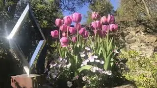 Shepherd House Garden - a guided tour in May 2020