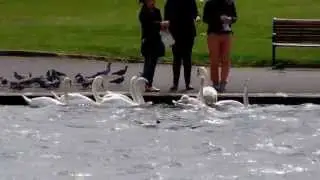 White Swans in Lake (UK Water Birds)