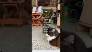 The agility and dexterity of cats made possible by their remarkable flexibility which...