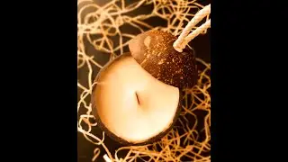 Nova vela vegana Lim&atilde;o Siciliano ECO