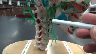 AP2 BLOOD VESSEL IDENTIFICATION: VERTEBRAL ARTERY.MTS