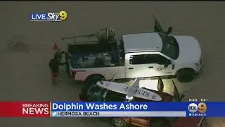 Dolphin Washes Ashore In Hermosa Beach