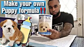 How to make your own puppy formula #BreedersHacks ‼️🐶