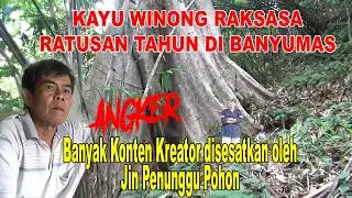 Uncovering the MYSTERIES of Pohon Winong Tertua in Indonesian Culture