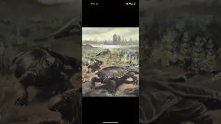 Род отряда Казеиды