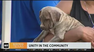 Dallas' first Unity in the Community fair brings districts together, promotes pet health and safety
