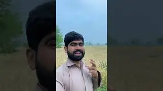 Pb1847 ka seed mil gay || #pb1847 #shorts #1692rice
