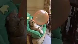 awesome cat telent 😯#cat #cute #catvideos #animals #cats