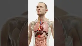 What Happens Inside Your Body When You Eat a Strawberry? (3D AI Anatomy Animation of Human) #ai