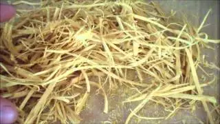 Osage orange and some dye