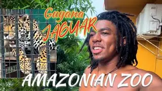 First Day In GUYANA, AMAZONIAN ZOO, JAGUAR (Journey To Guyana In 2022)