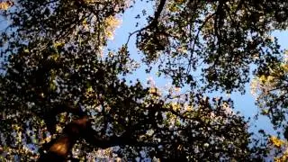 Treetop Panning - Free Stock Video - OrangeHD.com