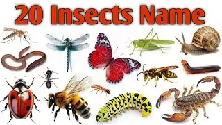 20 Insects Name Hindi English With Facts | Insects Name For Kids| Insects Name For Ukg Class|