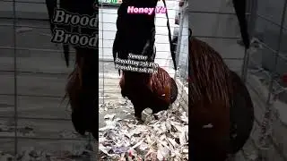 Honey Yu's Sweater Fowl | Poultry Expo