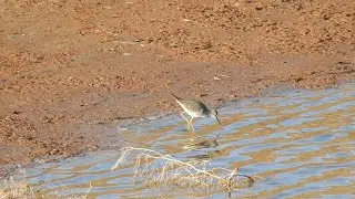 Lesser Yellowlegs (Fuerteventura 7th February 2024)