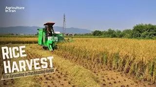Rice Harvest In North Iran | Rice Harvest Process