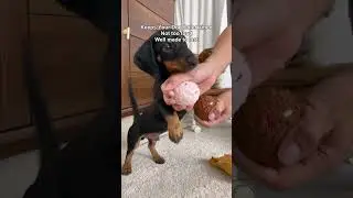 This Ice Cream Toy LIED to my Dog! It's NOT a Regular Plushie! 🤯 #shorts