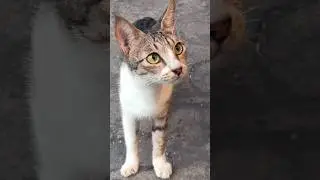 The most beautiful cat on the block #cat #cats #catshorts #catvideos #catlovers #cutecat