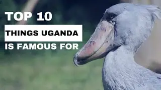 Top 10 things Uganda is famous for
