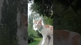 #Nala_cat