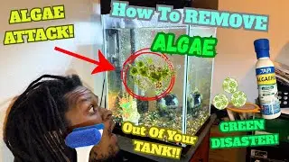 How to Remove ALGAE in Your Aquarium FAST | Tank Cleaning Tutorial (Beginner Friendly!) 😱 🐟💧