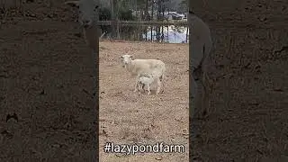 Newborn Lamb #shorts #farmlife #cutebaby #babyanimals #lazypondfarm #nature #birth #farming #sheep