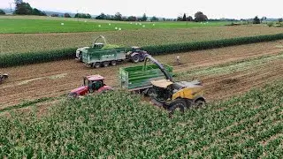 Siláže 2025 | New Holland FR 650 & Claas Jaguar 950 | Podnik Horal Hláska
