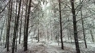 Snowy Forest. pt.23. November 2024