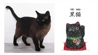 Popular Cat Breeds in China 猫 (māo)